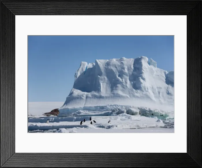 Framed Print : Adelie penguins (Pygoscelis adeliae), in front of an iceberg, Dumont d Urville Framed Print : Adelie penguins (Pygoscelis adeliae), in front of an iceberg, Dumont d Urville