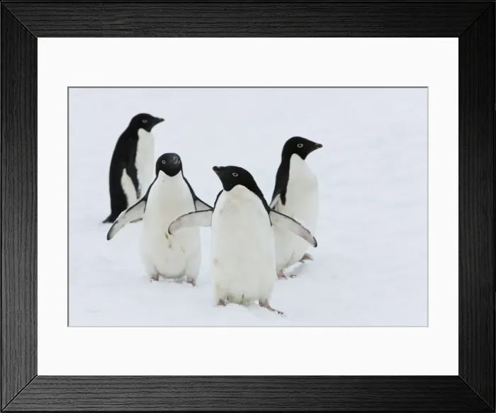 Framed Print : Adelie penguins (Pygoscelis adeliae), Commonwealth Bay, Antarctica, Polar Regions Framed Print : Adelie penguins (Pygoscelis adeliae), Commonwealth Bay, Antarctica, Polar Regions