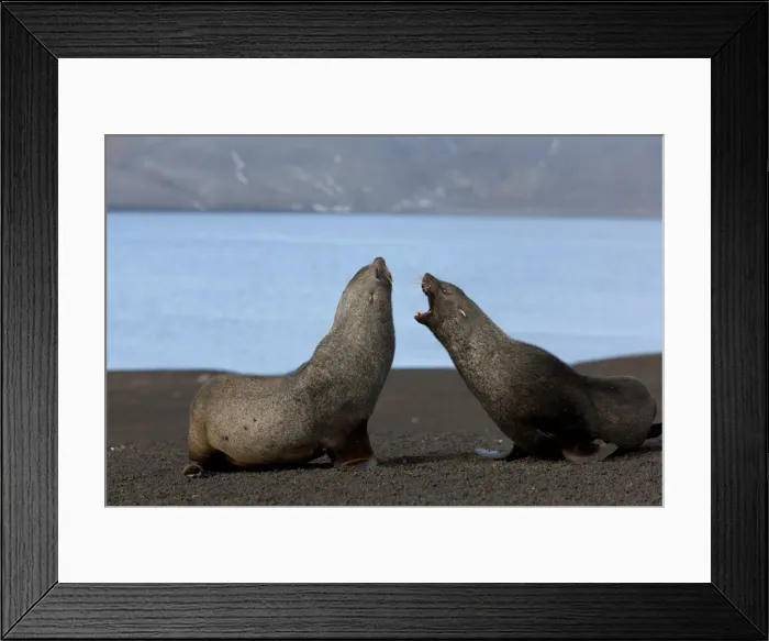Framed Print : Antarctic fur seals (Arctocephalus gazella), Deception Island, South Shetlands Framed Print : Antarctic fur seals (Arctocephalus gazella), Deception Island, South Shetlands