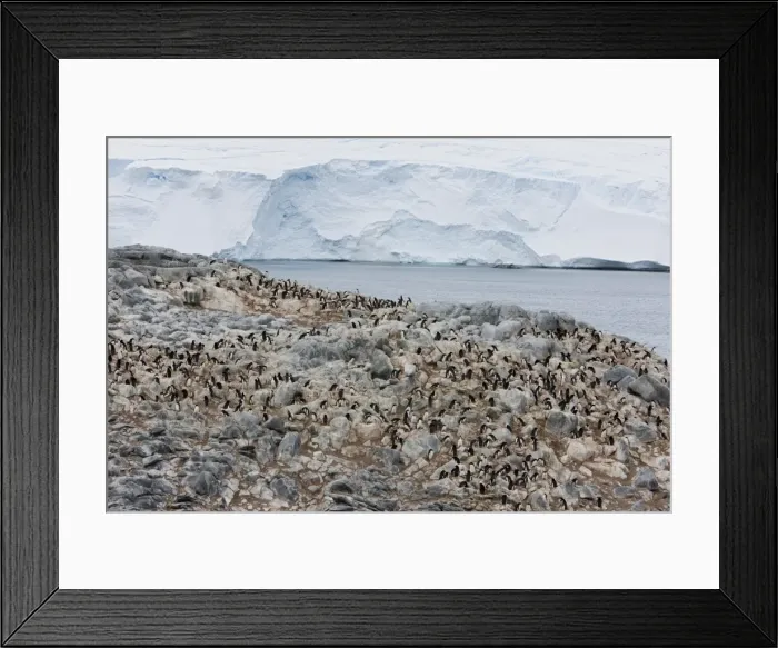 Framed Print : Adelie penguin colony (Pygoscelis adeliae), Commonwealth Bay, Antarctica, Polar Regions Framed Print : Adelie penguin colony (Pygoscelis adeliae), Commonwealth Bay, Antarctica, Polar Regions
