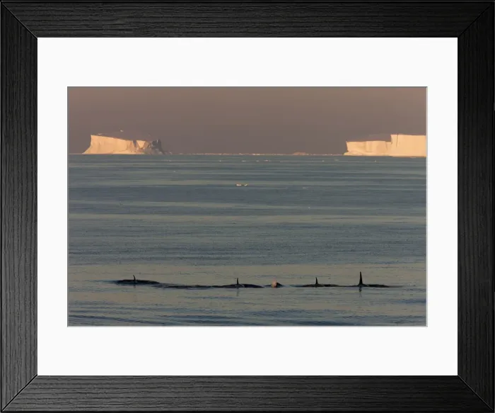 Framed Print : Killer whales (Orca) (Orcinus orca) in front of tabular icebergs, Southern Ocean Framed Print : Killer whales (Orca) (Orcinus orca) in front of tabular icebergs, Southern Ocean