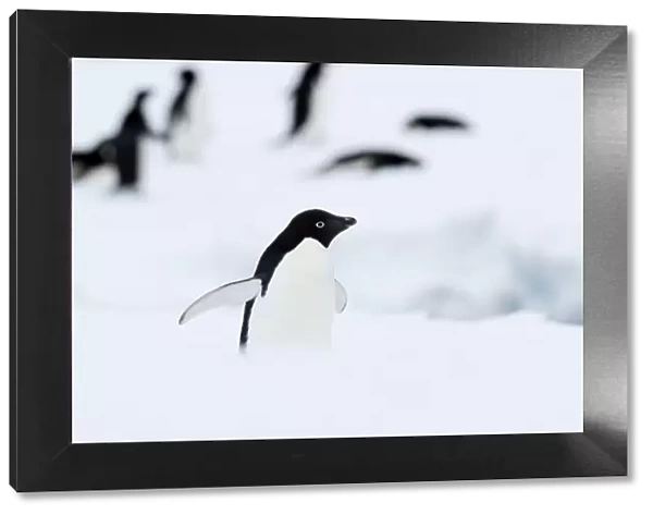 Adelie penguin (Pygoscelis adeliae), Commonwealth Bay, Antarctica, Polar Regions