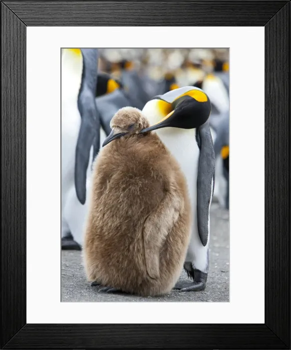 Framed Print : King penguin and a chick (Aptenodytes patagonicus), Gold Harbour, South Georgia Framed Print : King penguin and a chick (Aptenodytes patagonicus), Gold Harbour, South Georgia