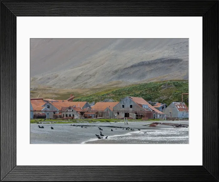 Framed Print : Antarctic Fur Seals in front of the old Whaling Station, Husvik Island Framed Print : Antarctic Fur Seals in front of the old Whaling Station, Husvik Island