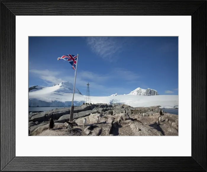 Framed Print : Penguin colony, English Research Station, Port Lockroy, Antarctic Peninsula Framed Print : Penguin colony, English Research Station, Port Lockroy, Antarctic Peninsula