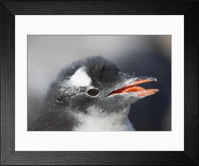 Framed Print : Gentoo penguin chick (Pygoscelis papua papua), Port Lockroy, Antarctic Peninsula Framed Print : Gentoo penguin chick (Pygoscelis papua papua), Port Lockroy, Antarctic Peninsula