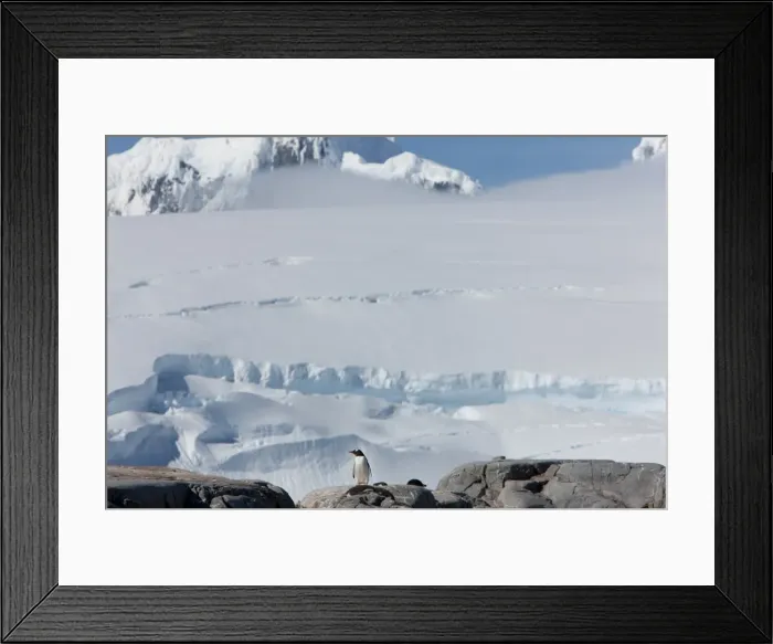 Framed Print : Gentoo penguin (Pygoscelis papua papua), Port Lockroy, Antarctic Peninsula Framed Print : Gentoo penguin (Pygoscelis papua papua), Port Lockroy, Antarctic Peninsula
