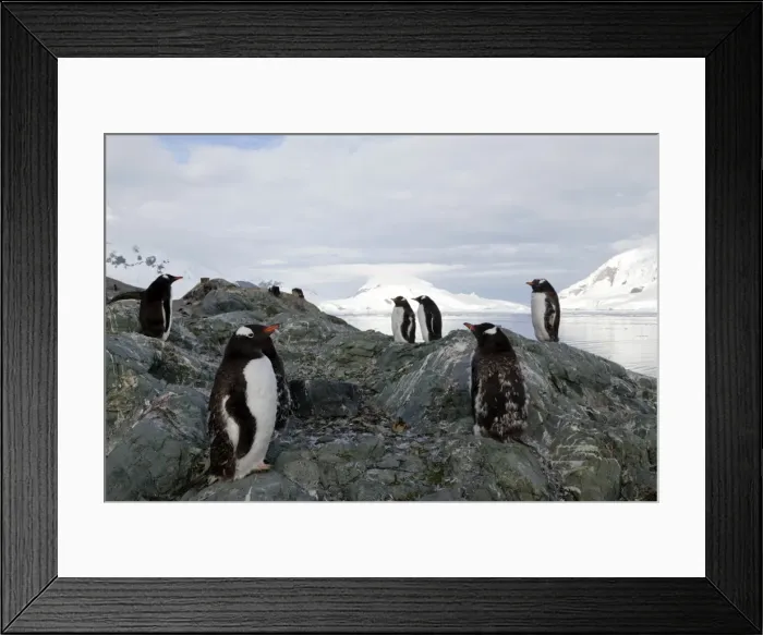 Framed Print : Gentoo penguins (Pygoscelis papua papua), Paradise Bay, Antarctic Peninsula Framed Print : Gentoo penguins (Pygoscelis papua papua), Paradise Bay, Antarctic Peninsula