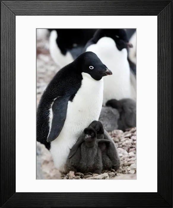 Framed Print : Adelie penguin (Pygoscelis adeliae), with chicks, Commonwealth Bay, Antarctica Framed Print : Adelie penguin (Pygoscelis adeliae), with chicks, Commonwealth Bay, Antarctica
