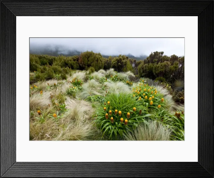 Framed Print : Yellow Bulbinella rossii, Genus, Campbell Island, Sub-Antarctic, Polar Regions Framed Print : Yellow Bulbinella rossii, Genus, Campbell Island, Sub-Antarctic, Polar Regions