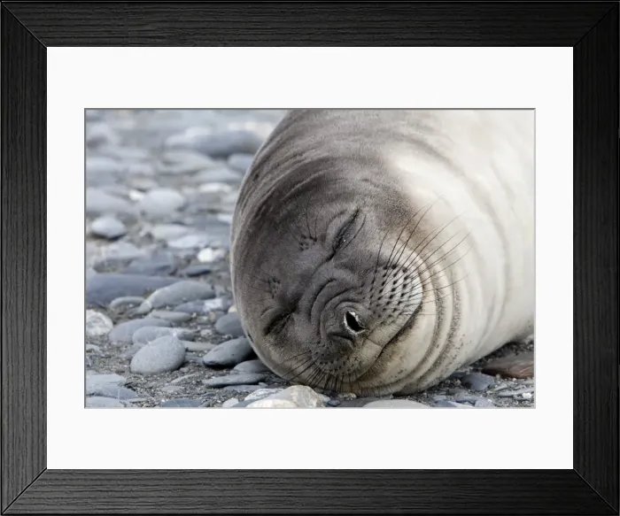 Framed Print : Weddell seal (Leptonychotes weddellii), Salisbury Plain, South Georgia Framed Print : Weddell seal (Leptonychotes weddellii), Salisbury Plain, South Georgia