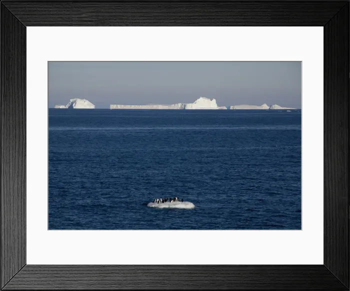 Framed Print : Adelie penguins (Pygoscelis adeliae) on ice floe, Dumont d Urville