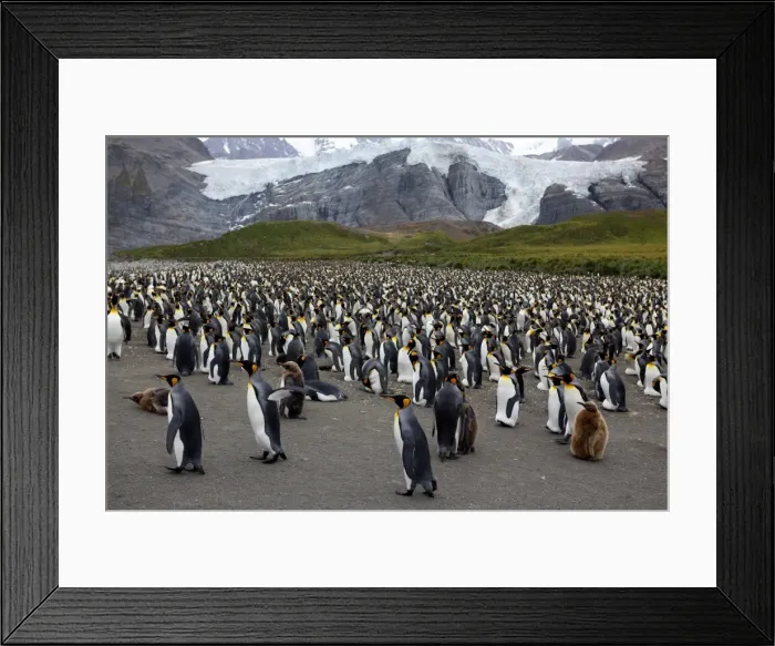 Framed Print : King penguin colony (Aptenodytes patagonicus), Gold Harbour, South Georgia Framed Print : King penguin colony (Aptenodytes patagonicus), Gold Harbour, South Georgia