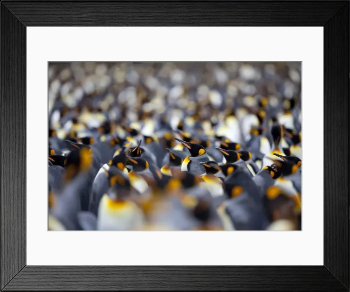 Framed Print : King penguin colony (Aptenodytes patagonicus), Gold Harbour, South Georgia Framed Print : King penguin colony (Aptenodytes patagonicus), Gold Harbour, South Georgia