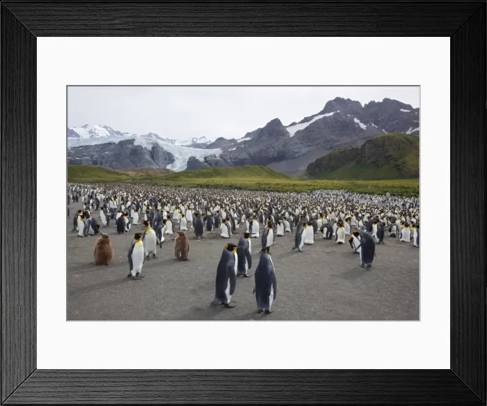 Framed Print : King penguin colony (Aptenodytes patagonicus), Gold Harbour, South Georgia Framed Print : King penguin colony (Aptenodytes patagonicus), Gold Harbour, South Georgia