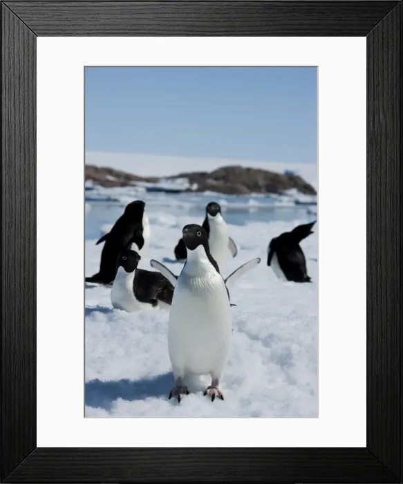 Framed Print : Adelie penguins (Pygoscelis adeliae), Dumont d Urville, Antarctica, Polar Regions Framed Print : Adelie penguins (Pygoscelis adeliae), Dumont d Urville, Antarctica, Polar Regions