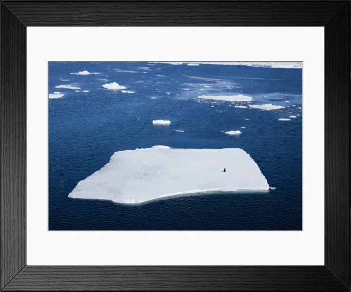 Framed Print : Adelie penguin (Pygoscelis adeliae) on ice floe, Dumont d Urville, Antarctica Framed Print : Adelie penguin (Pygoscelis adeliae) on ice floe, Dumont d Urville, Antarctica