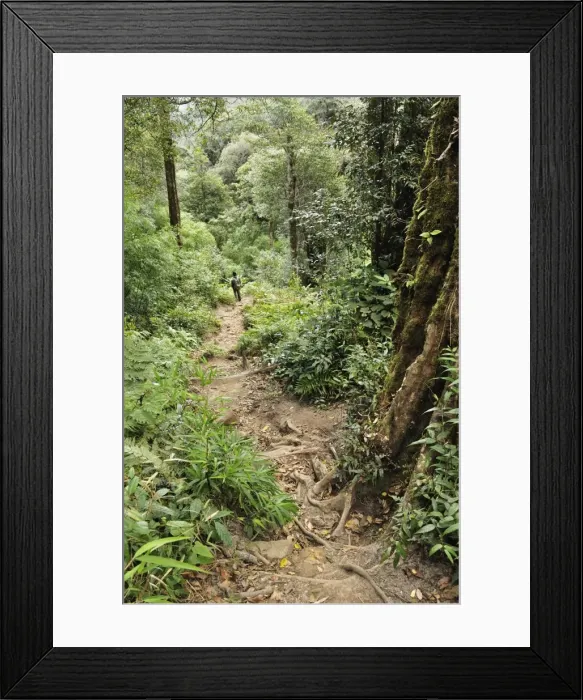 Framed Print : Path through rainforest to summit of Fansipan, Hoang Lien Mountains, Vietnam Framed Print : Path through rainforest to summit of Fansipan, Hoang Lien Mountains, Vietnam