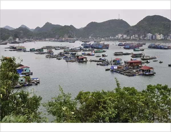 Floating village in Cat Ba Harbour, Cat Ba Island, Vietnam, Indochina, Southeast Asia