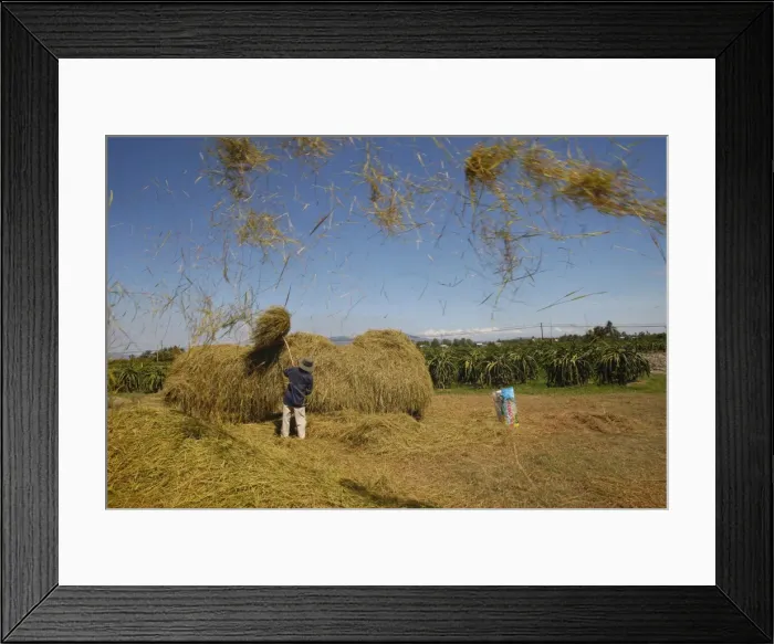 Framed Print : Rice threshing, Mui Ne, Bin Thuan, Vietnam, Indochina, Southeast Asia, Asia Framed Print : Rice threshing, Mui Ne, Bin Thuan, Vietnam, Indochina, Southeast Asia, Asia