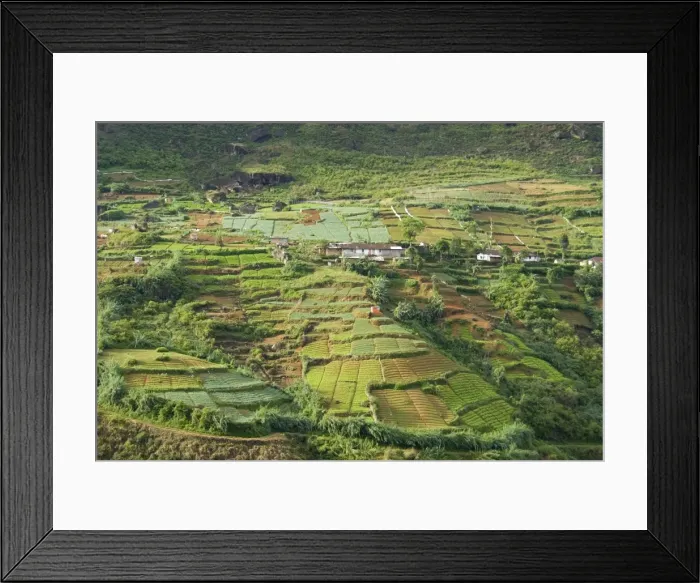 Framed Print : Market gardening, Nuwara Eliya, Hill Country, Sri Lanka, Asia Framed Print : Market gardening, Nuwara Eliya, Hill Country, Sri Lanka, Asia