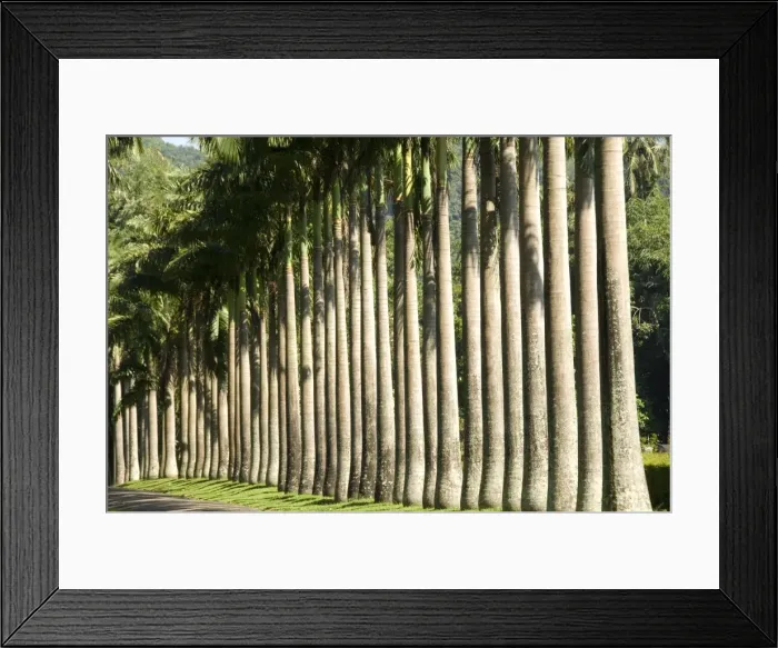 Framed Print : Peradeniya Botanic Gardens, Kandy, Hill Country, Sri Lanka, Asia Framed Print : Peradeniya Botanic Gardens, Kandy, Hill Country, Sri Lanka, Asia