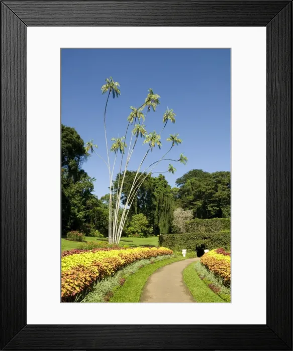 Framed Print : Peradeniya Botanic Gardens, Kandy, Hill Country, Sri Lanka, Asia Framed Print : Peradeniya Botanic Gardens, Kandy, Hill Country, Sri Lanka, Asia