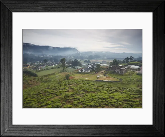 Framed Print : Tea plantation, Nuwara Eliya, Sri Lanka, Asia Framed Print : Tea plantation, Nuwara Eliya, Sri Lanka, Asia
