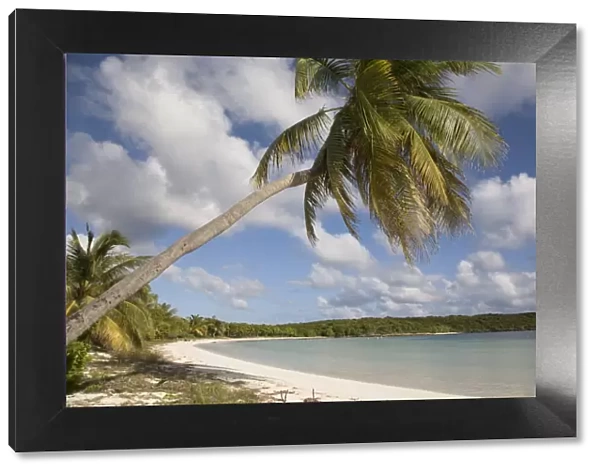Palm tree and sandy beach in Sun Bay in Vieques, Puerto Rico, West Indies