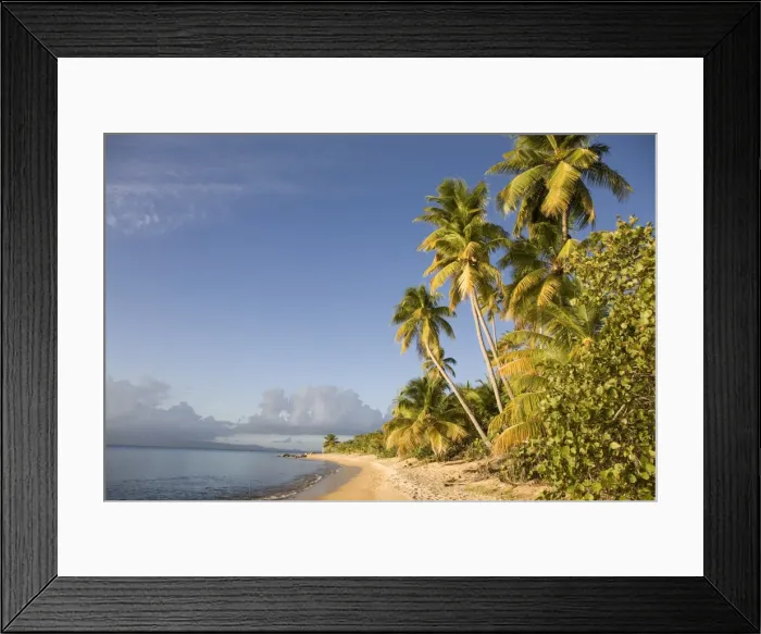 Framed Print : Palm trees on a sandy beach, Green Beach, Vieques, Puerto Rico, West Indies Framed Print : Palm trees on a sandy beach, Green Beach, Vieques, Puerto Rico, West Indies