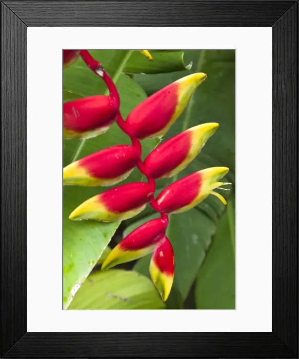 Framed Print : Heliconia pendula, a flowing plant native to tropical areas, St. Lucia Framed Print : Heliconia pendula, a flowing plant native to tropical areas, St. Lucia