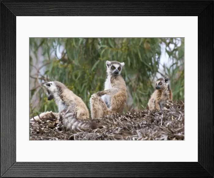 Framed Print : Ring-tailed Lemurs (Lemur catta), bathing in the sun, Berenty Private Reserve Framed Print : Ring-tailed Lemurs (Lemur catta), bathing in the sun, Berenty Private Reserve