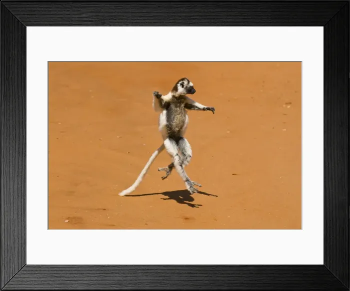 Framed Print : Leaping verreauxi lemur (Verreauxs Sifaka), Berenty Private Reserve Framed Print : Leaping verreauxi lemur (Verreauxs Sifaka), Berenty Private Reserve