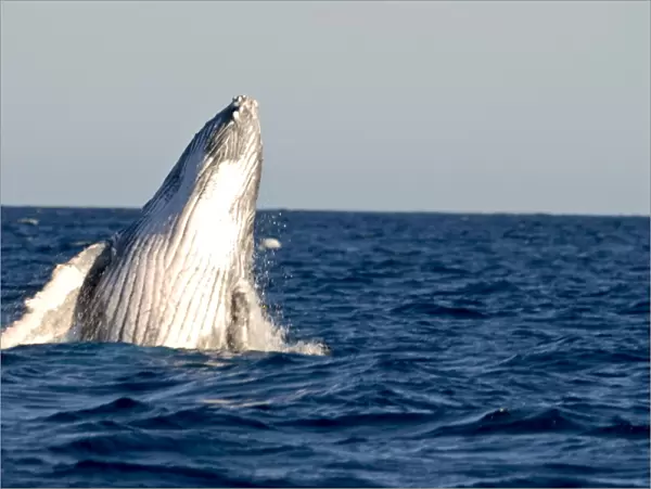 Humpback whale (Megaptera novaeangliae), Ile Sainte Marie, Madagascar, Indian Ocean