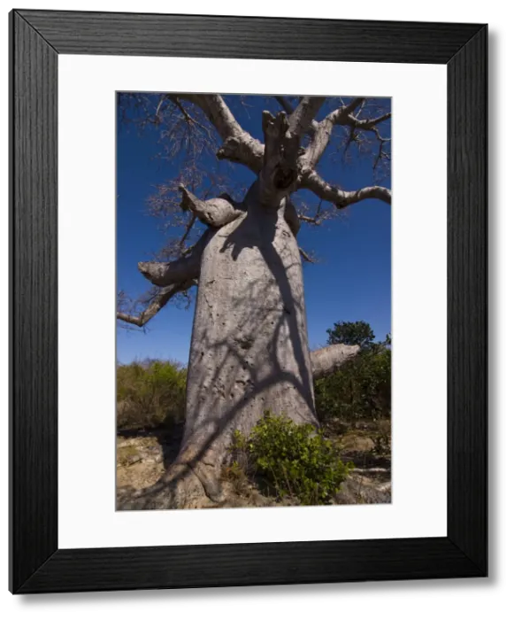 Framed Print : Giant baobab (Adansonia suarezensis) tree near Diego Suarez (Antsiranana) Framed Print : Giant baobab (Adansonia suarezensis) tree near Diego Suarez (Antsiranana)