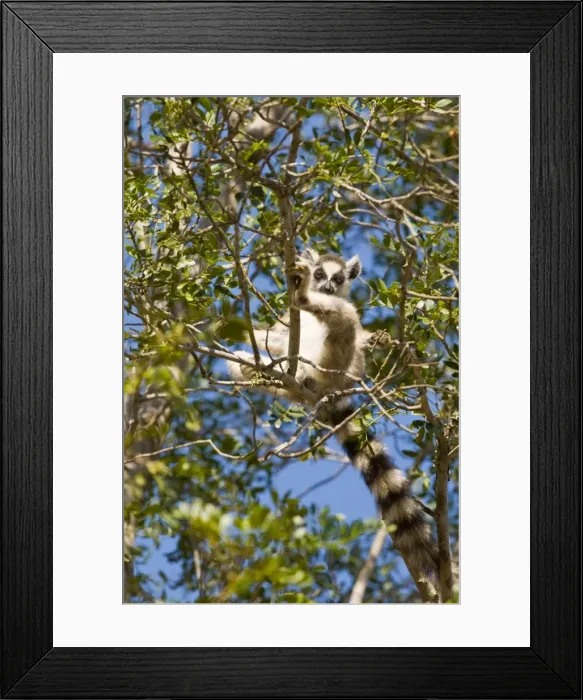 Framed Print : Ring-tailed Lemur (Lemur catta), Berenty Private Reserve, Madagascar, Africa Framed Print : Ring-tailed Lemur (Lemur catta), Berenty Private Reserve, Madagascar, Africa