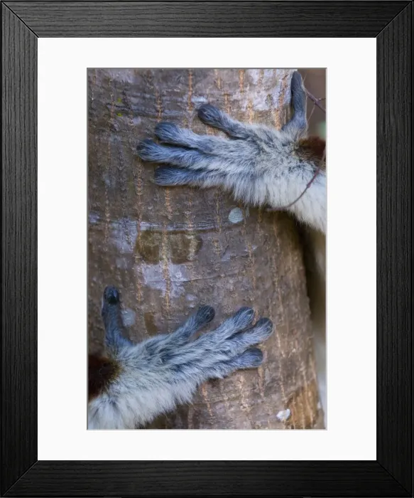 Framed Print : Hands of a Coquerels Sifaka (Propithecus coquereli), Ankarafantsika National Park Framed Print : Hands of a Coquerels Sifaka (Propithecus coquereli), Ankarafantsika National Park