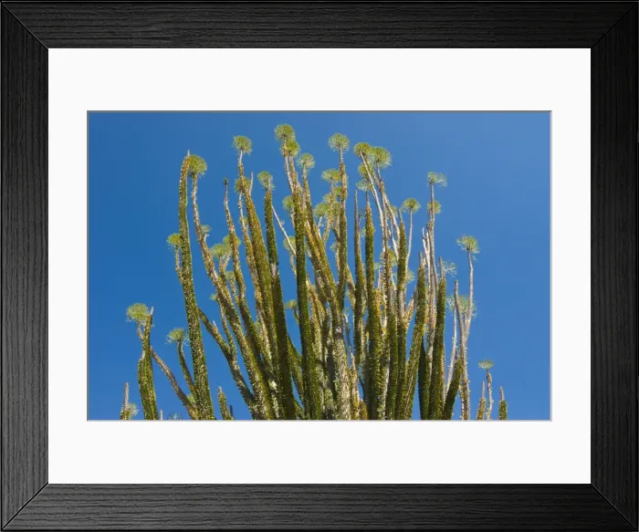 Framed Print : Spiny forests at the Berenty Private Reserve, Madagascar, Africa Framed Print : Spiny forests at the Berenty Private Reserve, Madagascar, Africa