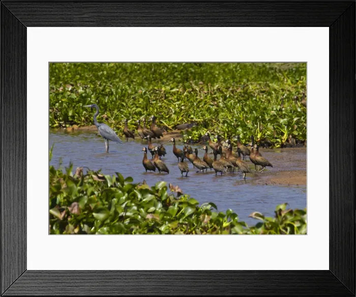 Framed Print : Ardea humbloti (Madagascar Herons) in the Ankarafantsika National Park Framed Print : Ardea humbloti (Madagascar Herons) in the Ankarafantsika National Park