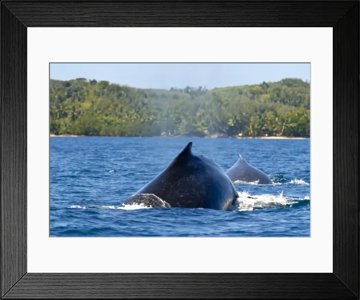 Framed Print : Humpback whale (Megaptera novaeangliae), Ile Sainte Marie, Madagascar, Indian Ocean Framed Print : Humpback whale (Megaptera novaeangliae), Ile Sainte Marie, Madagascar, Indian Ocean