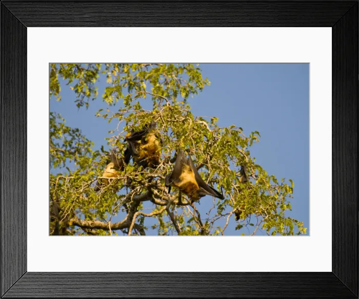Framed Print : Berenty Private Reserve, Madagascar, Africa Framed Print : Berenty Private Reserve, Madagascar, Africa