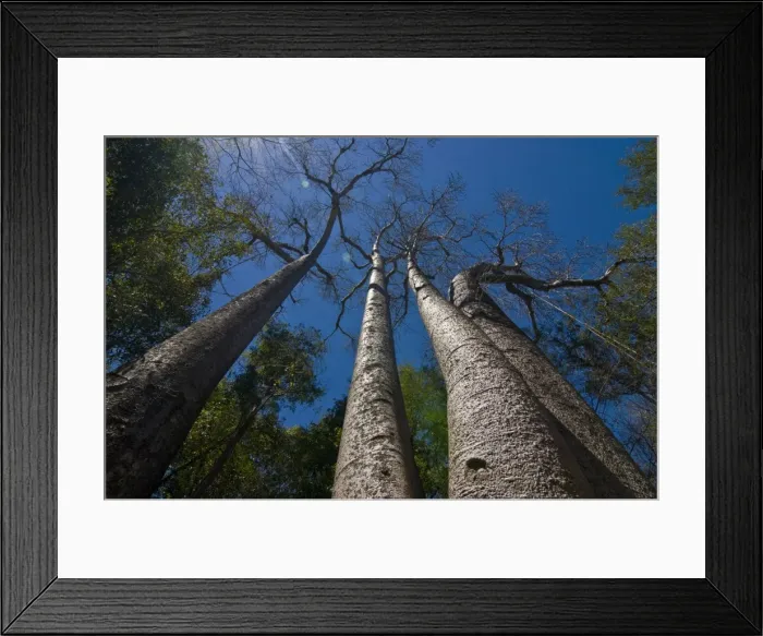 Framed Print : Giant Baobab trees in the Ankarafantsika National Park, Madagascar, Africa Framed Print : Giant Baobab trees in the Ankarafantsika National Park, Madagascar, Africa