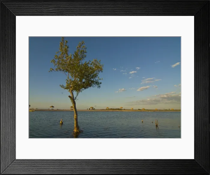 Framed Print : Tree in salt water with the Antsanitian Beach Resort in the distance, Mahajanga Framed Print : Tree in salt water with the Antsanitian Beach Resort in the distance, Mahajanga