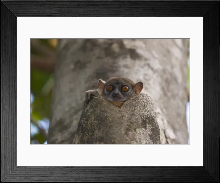 Framed Print : Lepilemur ankaranensis (Ankarana Sportive lemur), Ankarana National Park Framed Print : Lepilemur ankaranensis (Ankarana Sportive lemur), Ankarana National Park