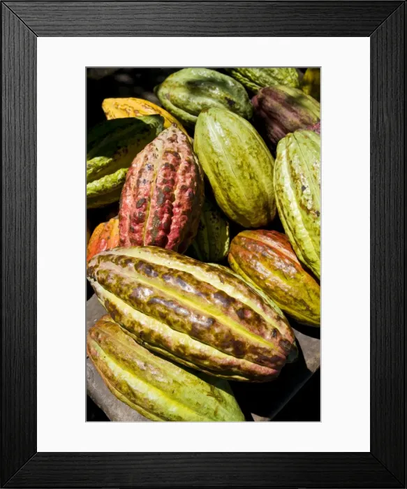 Framed Print : Chocolate fruits from a Theobroma cacao tree, Madagascar, Africa Framed Print : Chocolate fruits from a Theobroma cacao tree, Madagascar, Africa