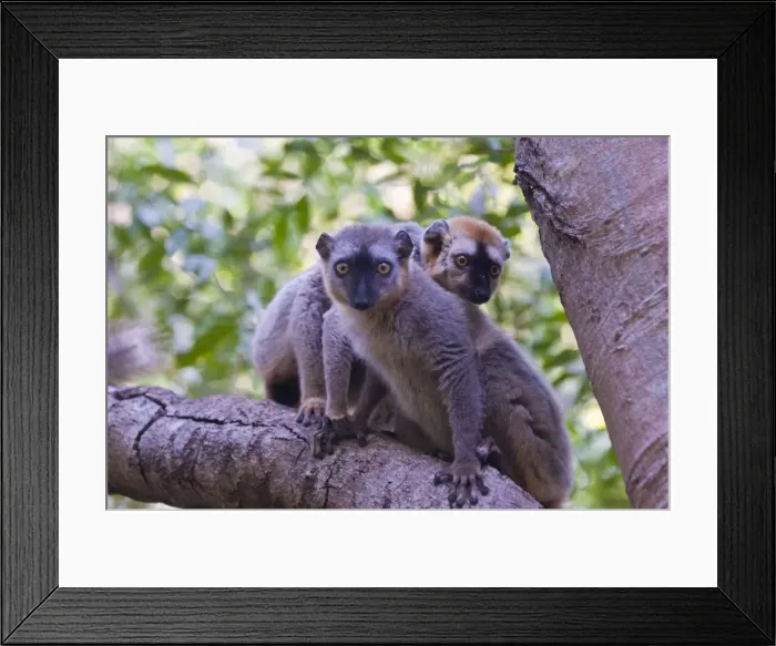 Framed Print : Red-fronted Brown Lemur (Eulemur rufifrons), Berenty Private Reserve, Madagascar, Africa Framed Print : Red-fronted Brown Lemur (Eulemur rufifrons), Berenty Private Reserve, Madagascar, Africa