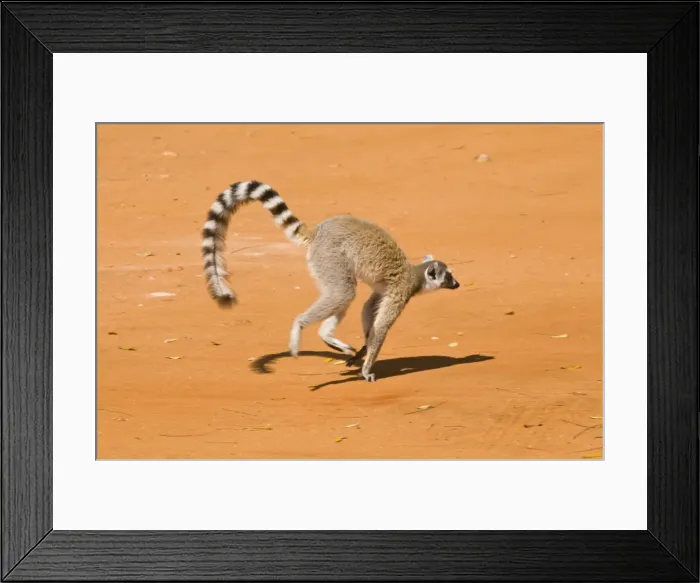 Framed Print : Ring-tailed Lemur (Lemur catta), Berenty Private Reserve, Madagascar, Africa Framed Print : Ring-tailed Lemur (Lemur catta), Berenty Private Reserve, Madagascar, Africa