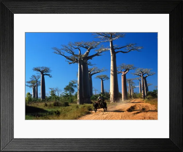 Framed Print : Baobabs (Andansonia grandidieri ), Morondova, Southern Madagascar, Africa Framed Print : Baobabs (Andansonia grandidieri ), Morondova, Southern Madagascar, Africa