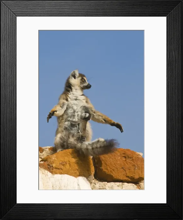 Framed Print : Ring-tailed Lemur (Lemur catta) with baby, Berenty Private Reserve, Madagascar, Africa Framed Print : Ring-tailed Lemur (Lemur catta) with baby, Berenty Private Reserve, Madagascar, Africa