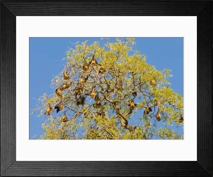 Framed Print : Berenty86 Framed Print : Berenty86